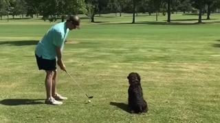 Hombre decidió practicar golf y a la vez disfrutar del tiempo con su perro