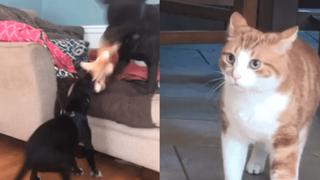 Imágenes de redes sociales: perros asustan a un minino al hacerle creer que estaban devorando a otro gato 