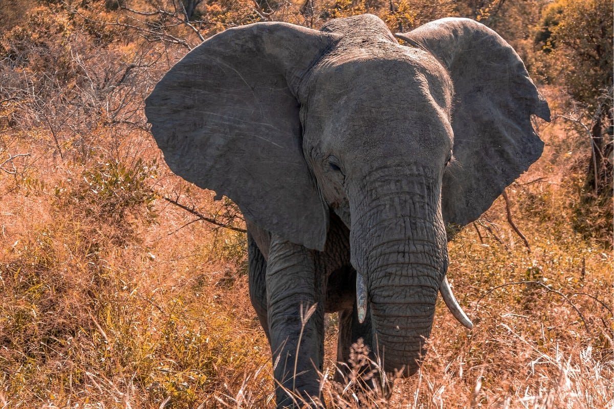 Un ágil elefante fue captado haciendo un enorme esfuerzo para sortear un obstáculo que le impedía saciar su antojo de fruta. (Foto: Pixabay/Referencial)