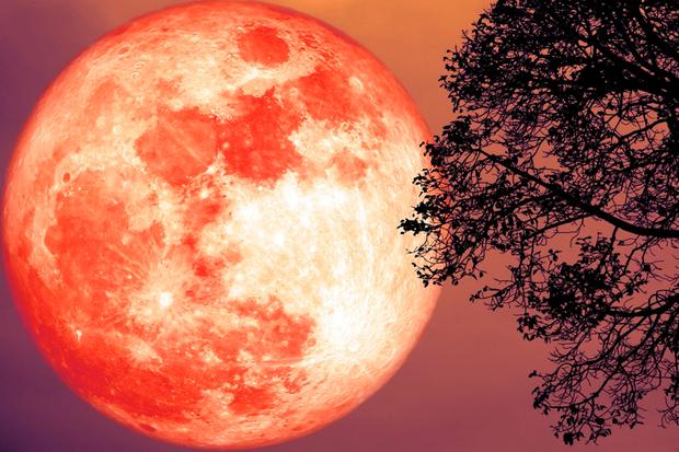 Los especialistas señalan que la luna de fresa se puede apreciar durante tres días en el cielo (Foto: iStock)