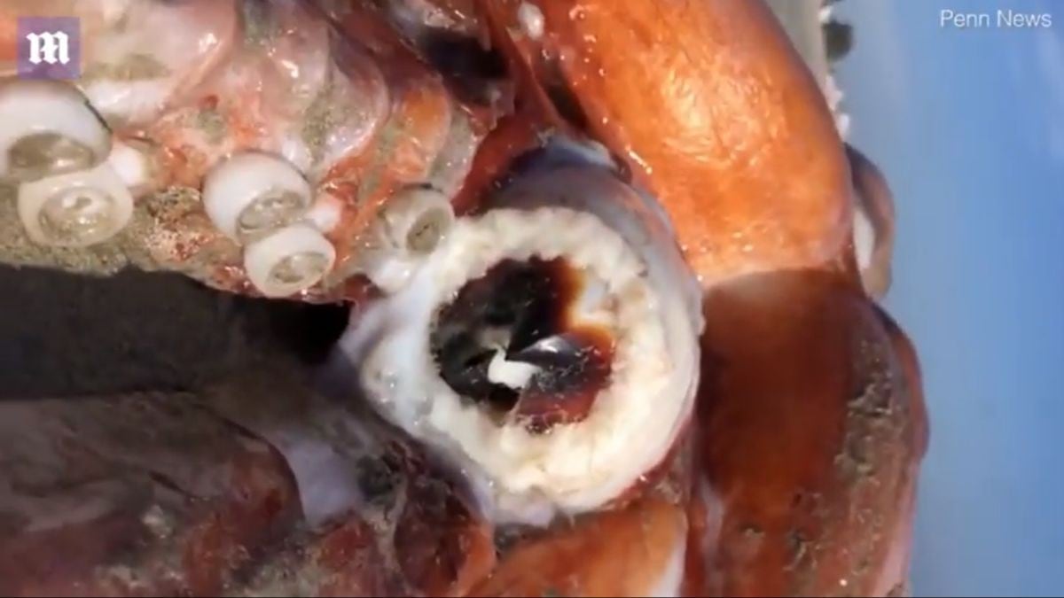 Así luce el calamar gigante que apareció en Sudáfrica y espantó a bañistas. (Captura/YouTube)