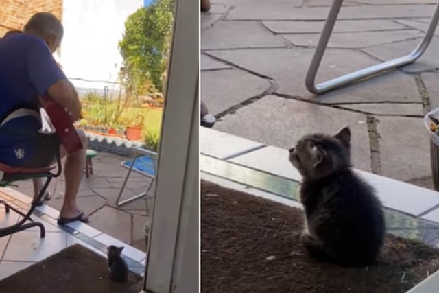 El hombre demostró el gran cariño que le tiene a su pequeño gato. (YouTube: ViralHog)