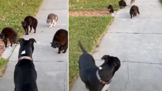 Perro reacciona de una forma inesperada al ver a 4 gatos callejeros 
