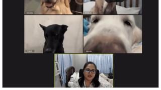 Mujer extraña tanto a sus cuatro perros que organizó una divertida videollamada para ‘hablar’ con ellos