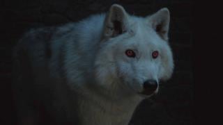 Game of Thrones 8x03: ¡Esto fue lo que pasó con Ghost, el lobo huargo de Jon Snow!