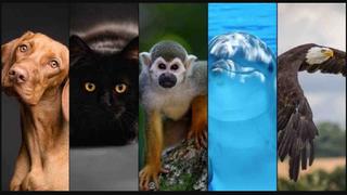 Test viral de personalidad: escoge el animal con el que te identifiques y descubrirás aspectos importantes sobre ti