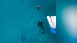 Mujer nadaba con tranquilidad hasta que un tiburón de más de dos metros apareció