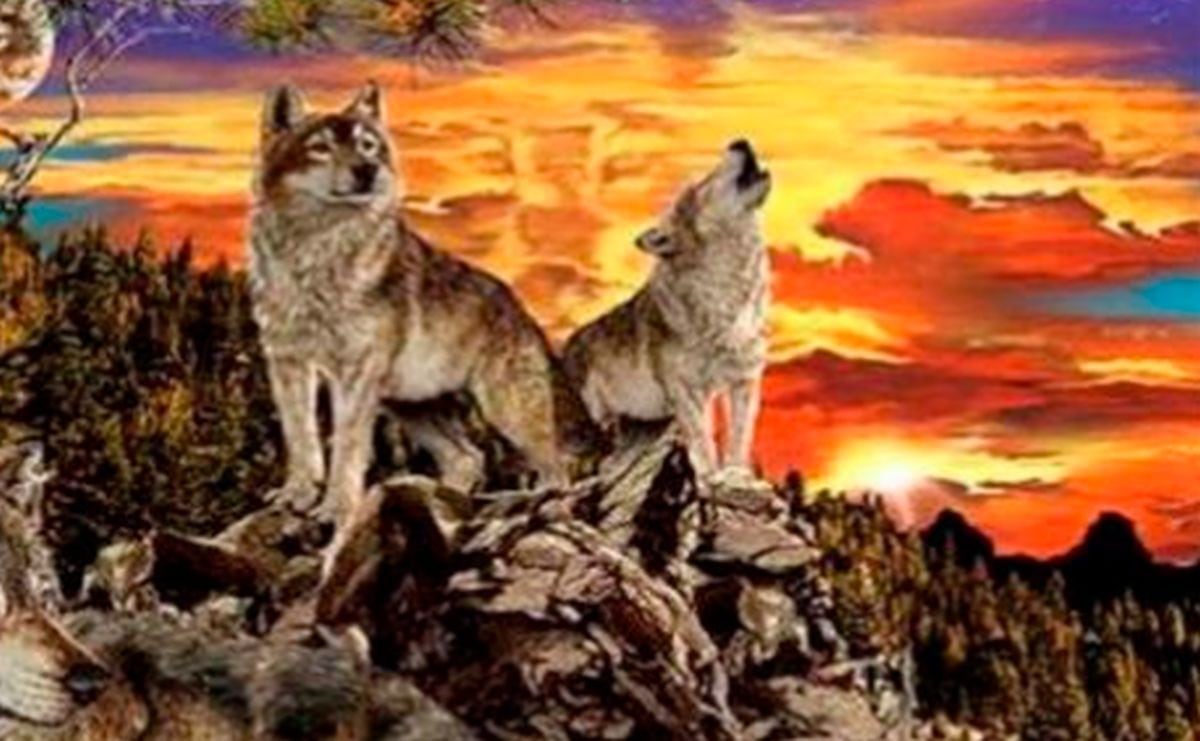 Observa con atención, ubica a los lobos que puedas y conoce más de tu personalidad (Foto: Facebook)