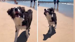 La emocionante reacción de un perro invidente al conocer el mar