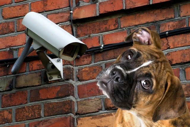 El sistema de vigilancia de una vivienda mostró lo que el perro hace siempre por las noches y que dejó sin palabras a sus dueños. (Foto referencial / Pixabay)
