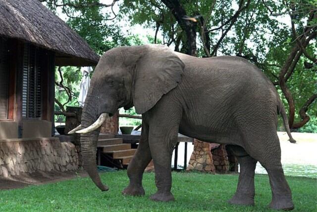En las imágenes que causaron revuelo en las redes sociales se observa al paquidermo trepando un muro como lo haría una persona. (Foto: Ian Salisbury/Daily Mail)