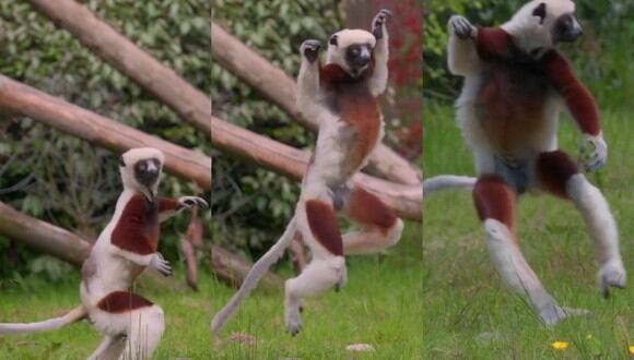 Un video viral muestra la curiosa forma de bailar de un par de lémures a su llegada a un zoológico del Reino Unido. | Crédito: @chesterzoo / Instagram