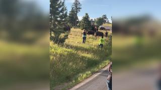 Un bisonte ataca brutalmente a una mujer que se acercó demasiado a su manada 