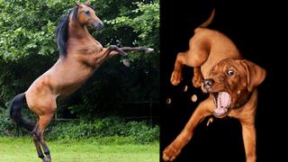La sorprendente reacción de un perro al ver a un caballo por primera vez se convierte en viral
