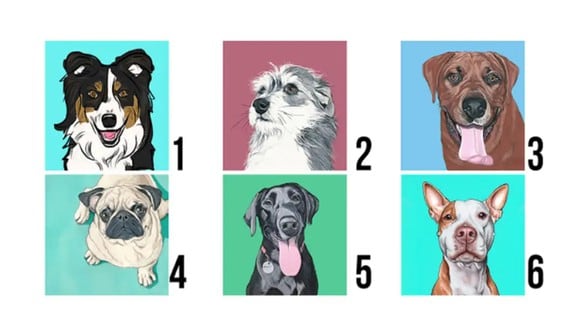 TEST VISUAL | En esta imagen se aprecian varios perros. ¿Cuál es el que más te gusta? (Foto: namastest.net)