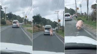 El cerdito volador: mascota se cae de la cajuela de auto en marcha y es viral [VIDEO]