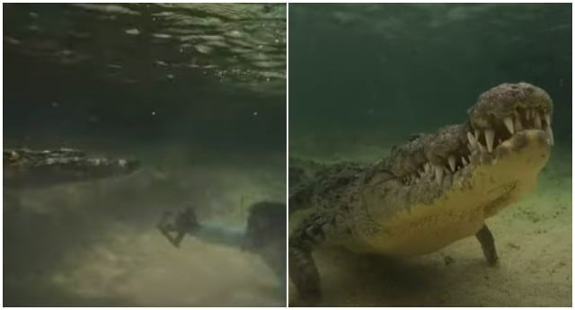 Buzo arriesgó su vida para grabar a enorme cocodrilo debajo del agua y su grabación se vuelve viral. (Fotos: YouTube)