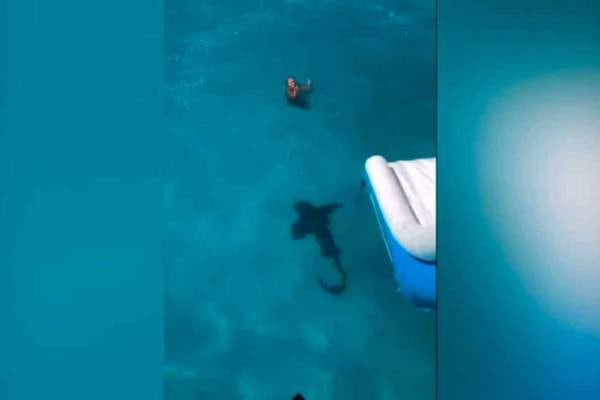 Video viral: mujer es sorprendida por tiburón de más de dos metros mientras nadaba.
