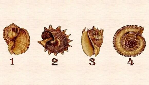 TEST VISUAL | En esta imagen se aprecian varias conchas marinas. Tienes que elegir una. (Foto: namastest.net)