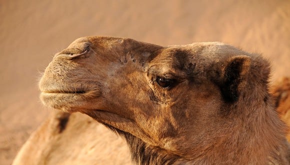 Camello cruzó ríos, montañas,  vallas y carreteras para volver a su dueño que lo vendió. (Foto: Pixabay)