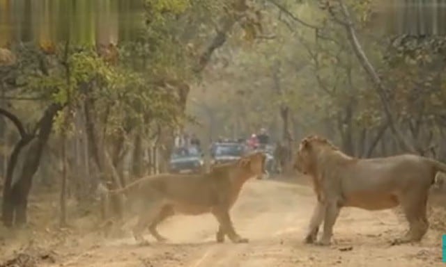 Un fotógrafo indio captó el preciso momento en el que una leona y un león se estaban peleando. [FOTOS]