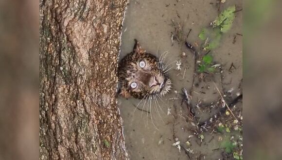 Un leopardo fue rescatado de un pozo y esta intensa imagen se ha vuelto viral (Foto: Twitter)
