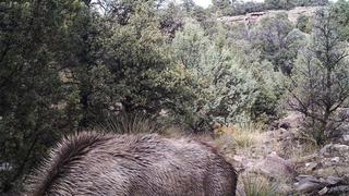 ¿Logras ver al puma en la foto? Pon a prueba tu nivel de observación en este acertijo viral