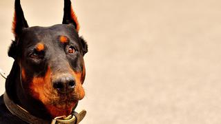 Un error de cálculo de una perrita emocionada por ver a su dueño provoca todo un desastre