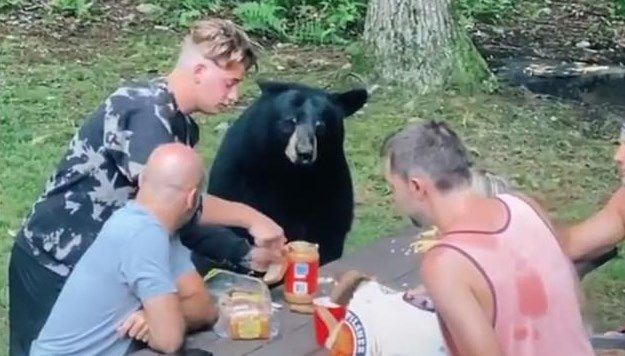 Oso se unió a un picnic familiar y protagonizó divertido momento. (YouTube)