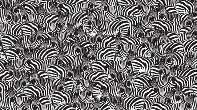 Encuentra las teclas del piano entre las cebras de esta imagen difícil de resolver. (Difusión)