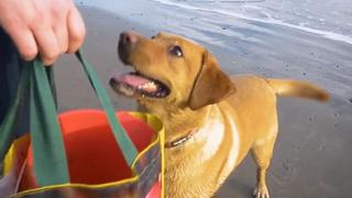 Una perrita ayuda a recoger desechos de las playas aprovechando los paseos con su dueña