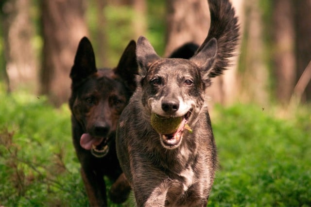 Dos perros se enfrascaron en una adorable pelea que dejó fascinado a más de uno en las redes sociales. (Fotos: Pixabay/Referencial)