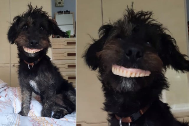 Foto 1 de 3 | El perro mostró la ‘sonrisa’ que ganó por usar la dentadura postiza e hizo reír a los usuarios. | Foto: Stacie Jane Owen / Facebook. (Desliza hacia la izquierda para ver más fotos)