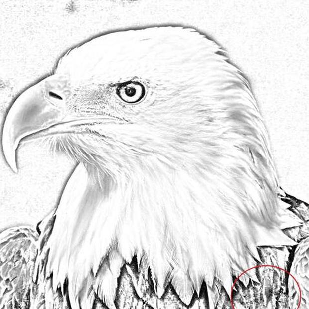 Solve the intense visual puzzle: This is the face in the image of the eagle.  (Photo: Spread)