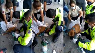 Perro se salvó de un paro tras ser picado por abejas y final sorprendió al mundo: conmovedor viral [VIDEO]