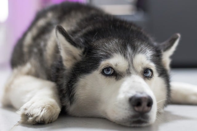 ¿Quieres saber qué hace tu mascota cuando sales de casa? La dueña de este can lo averiguó de este modo. (Foto: Pixabay/Referencial)