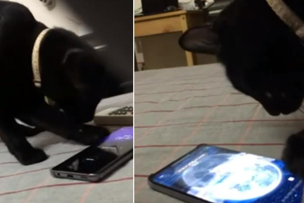 VIDEO VIRAL | Gato sorprende a usuarios al apagar la alarma de un celular que su dueño siga | Facebook viral | YouTube | Trends | Unidos | USA
