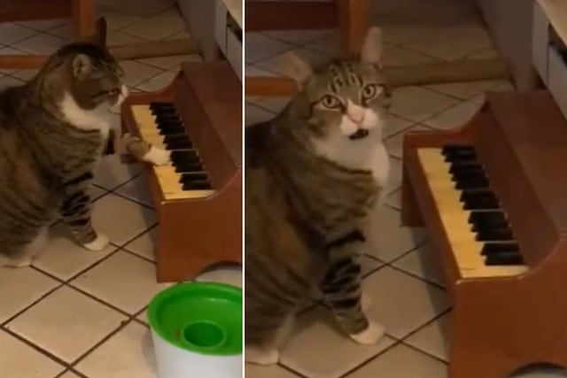 Foto 1 de 3 | El gato fue captado tocando el piano con una pata. Dicho accionar fue para pedirle comida a su dueña. | Foto: @IAmKateNyx / Twitter. (Desliza hacia la izquierda para ver más fotos)