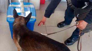 Perro antidrogas halló una caja extraña y lo que había en su interior dejó atónito a todos