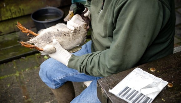 El contagio de gripe aviar en personas requiere necesariamente un contacto directo con un ave infectada. (Fot referencial: AFP)