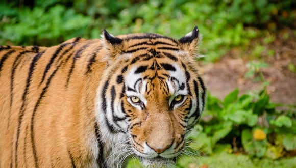Los tigres y otros enormes felinos del zoológico de Banham, en Inglaterra, enloquecen con el aroma de cierta marca de perfume y sus cuidadores piden a sus visitantes que les donen las botellas que ya no usen. (Foto: Pixabay/Referencial)