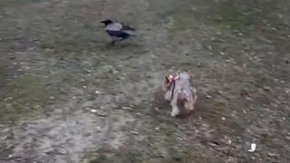 ¿Quién crees que gana? Perrita se enfrentó a ave salvaje durante salida al parque [VIDEO]