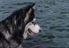 Perro siberiano vence su miedo al agua con la ayuda de su dueño