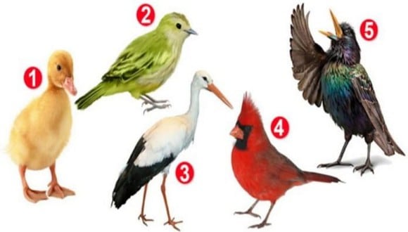 Mira la imagen del test viral de los pájaros, elige una y conoce lo más asertivo de tu personalidad. (Mdzol)