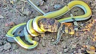 El desenlace de un feroz combate a muerte entre un lagarto y una serpiente te dejará anonadado