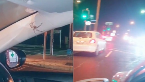 Una joven se llevó el susto de su vida al ver una araña dentro de su auto mientras viajaba por una carretera. (Foto: @truthinlove44 / TikTok)