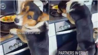 Perros trabajan así para ‘robar’ comida de la estufa y video se vuelve tendencia