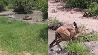 Antílope logra escapar del brutal ataque de un cocodrilo, pero al huir se topa con algo peor