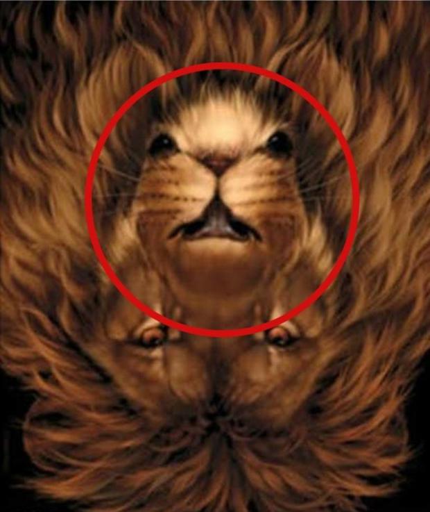 The solution to the lion's visual challenge: here you will be able to notice the location of the mouse.  (Photo: Great.Guru)