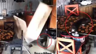Gato callejero ocasiona destrozos en una cervecería rusa tras caer del techo y escena se vuelve viral
